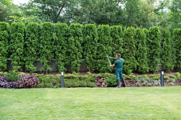 Best Tree Pruning Services  in Dagsboro, DE